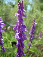 Image of bird vetch