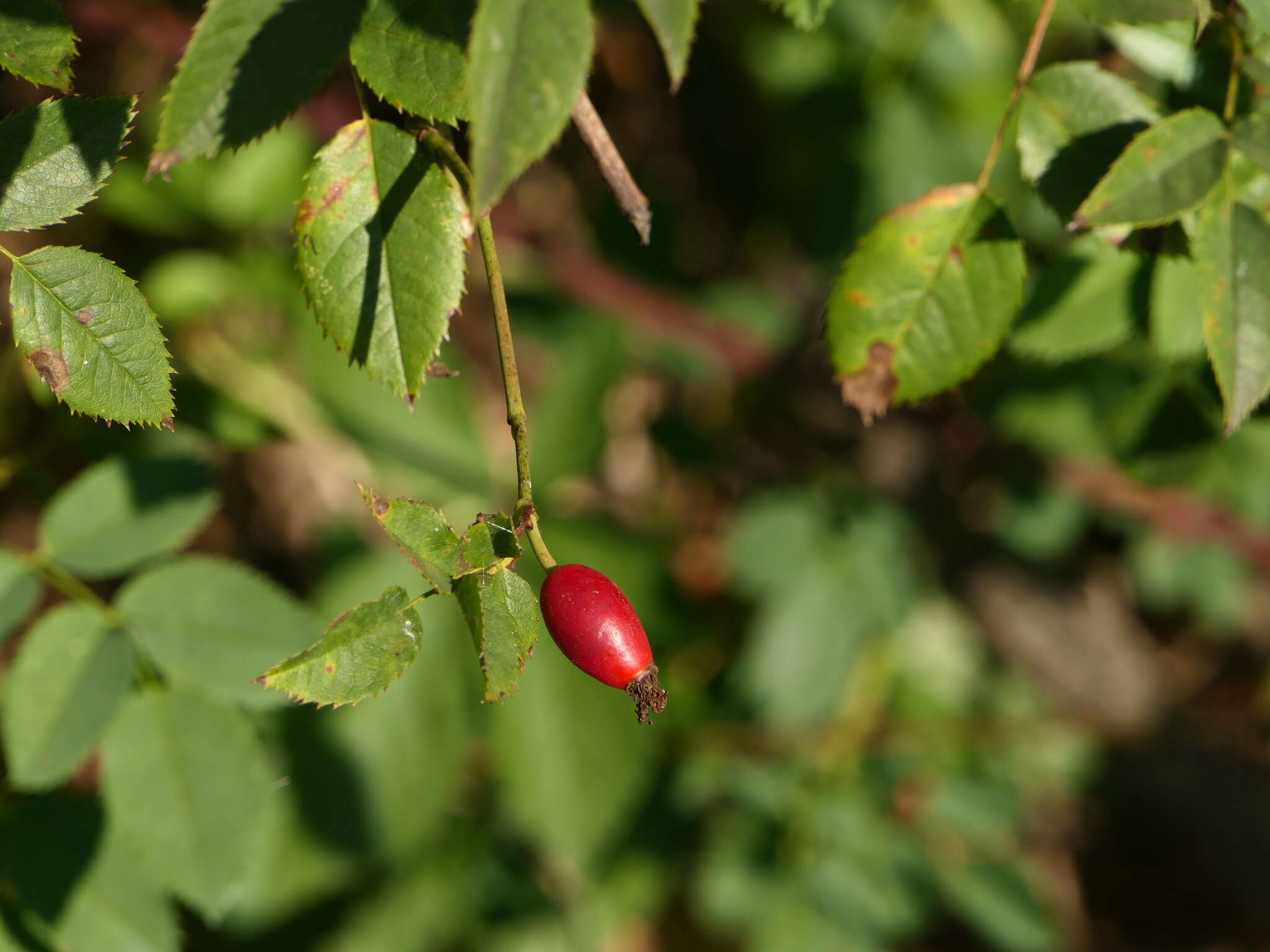 Image de Rosa squarrosa (Rau) Boreau