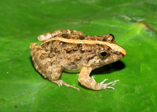 Image of Southern cricket frog