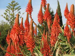 Image of candelabra aloe