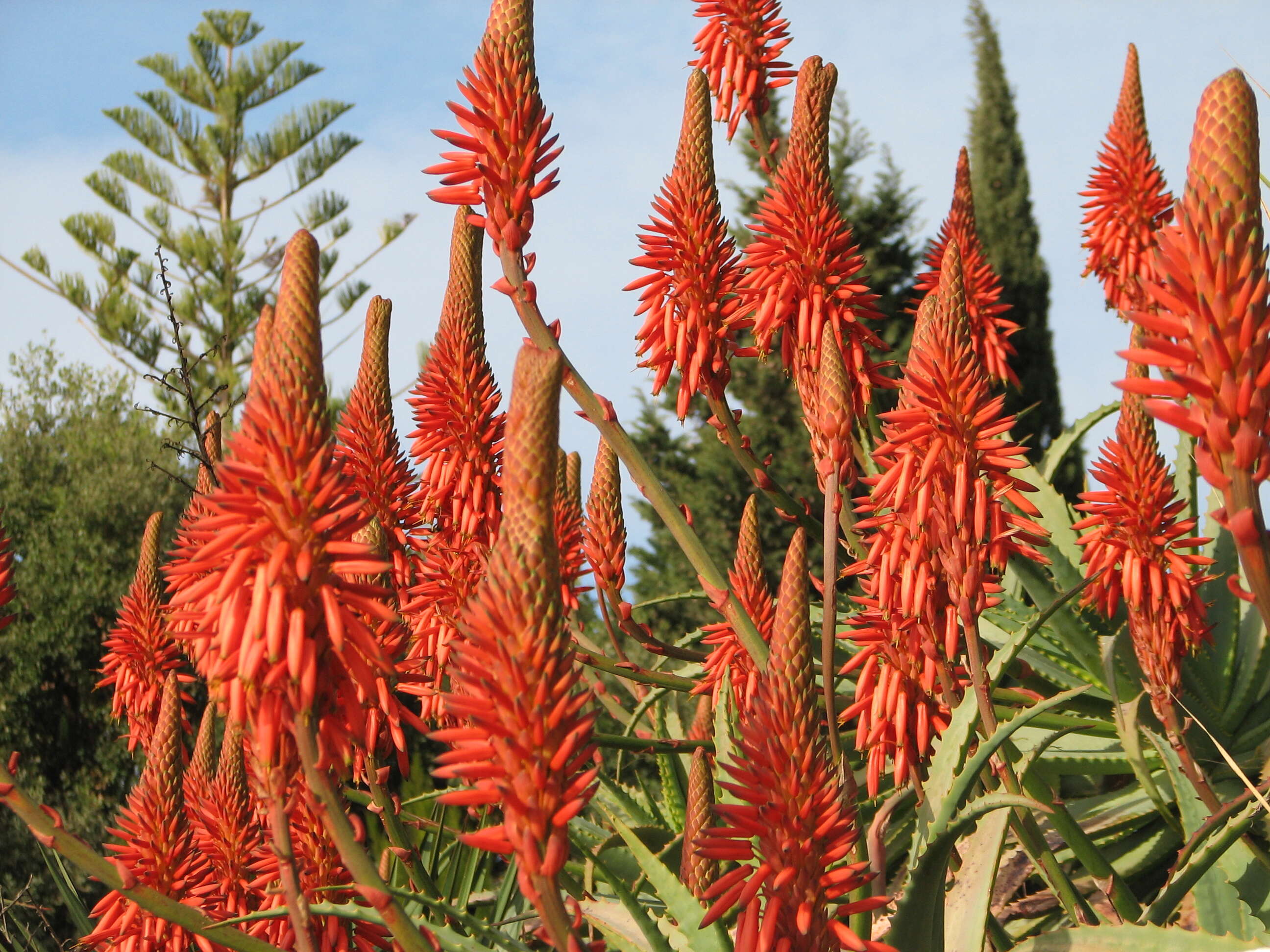 Image of candelabra aloe