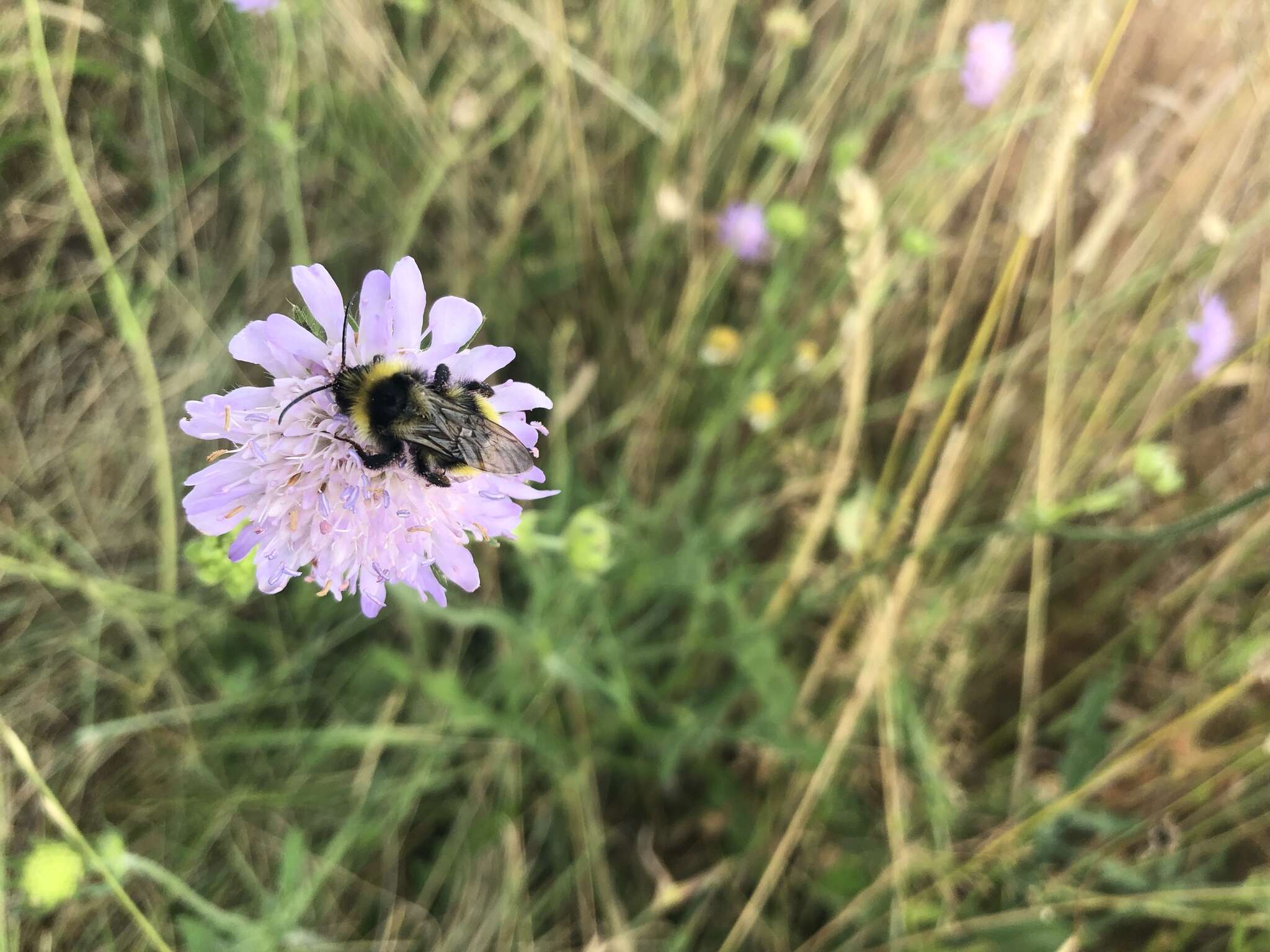 Image of Bombus campestris (Panzer 1801)