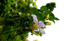 Image of Bengal clock vine