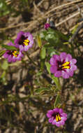 Image of Slender-Stem Monkey-Flower