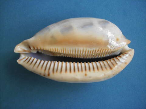 Image of measled cowrie