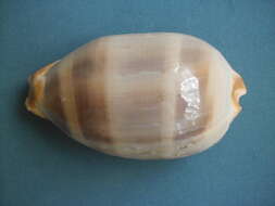 Image of measled cowrie