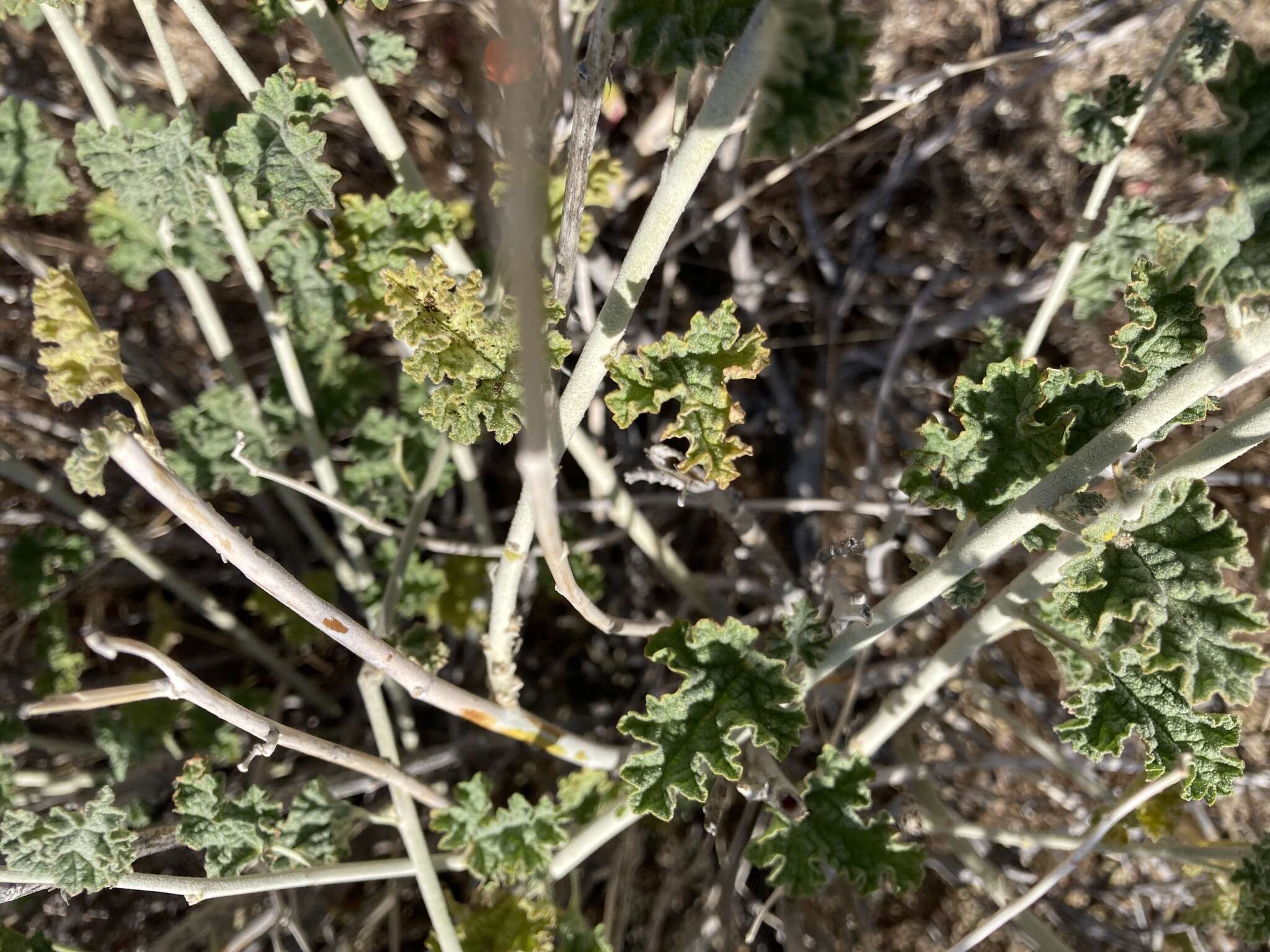 Sivun Sphaeralcea ambigua var. rugosa (Kearney) Kearney kuva