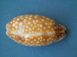 Image of measled cowrie