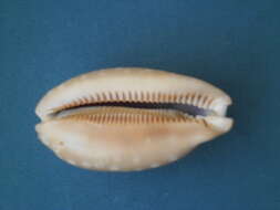 Image of measled cowrie