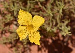 Image of Oenothera lavandulifolia Torr. & Gray