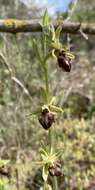 Image of Ophrys sphegodes subsp. grammica (B. Willing & E. Willing) Kreutz
