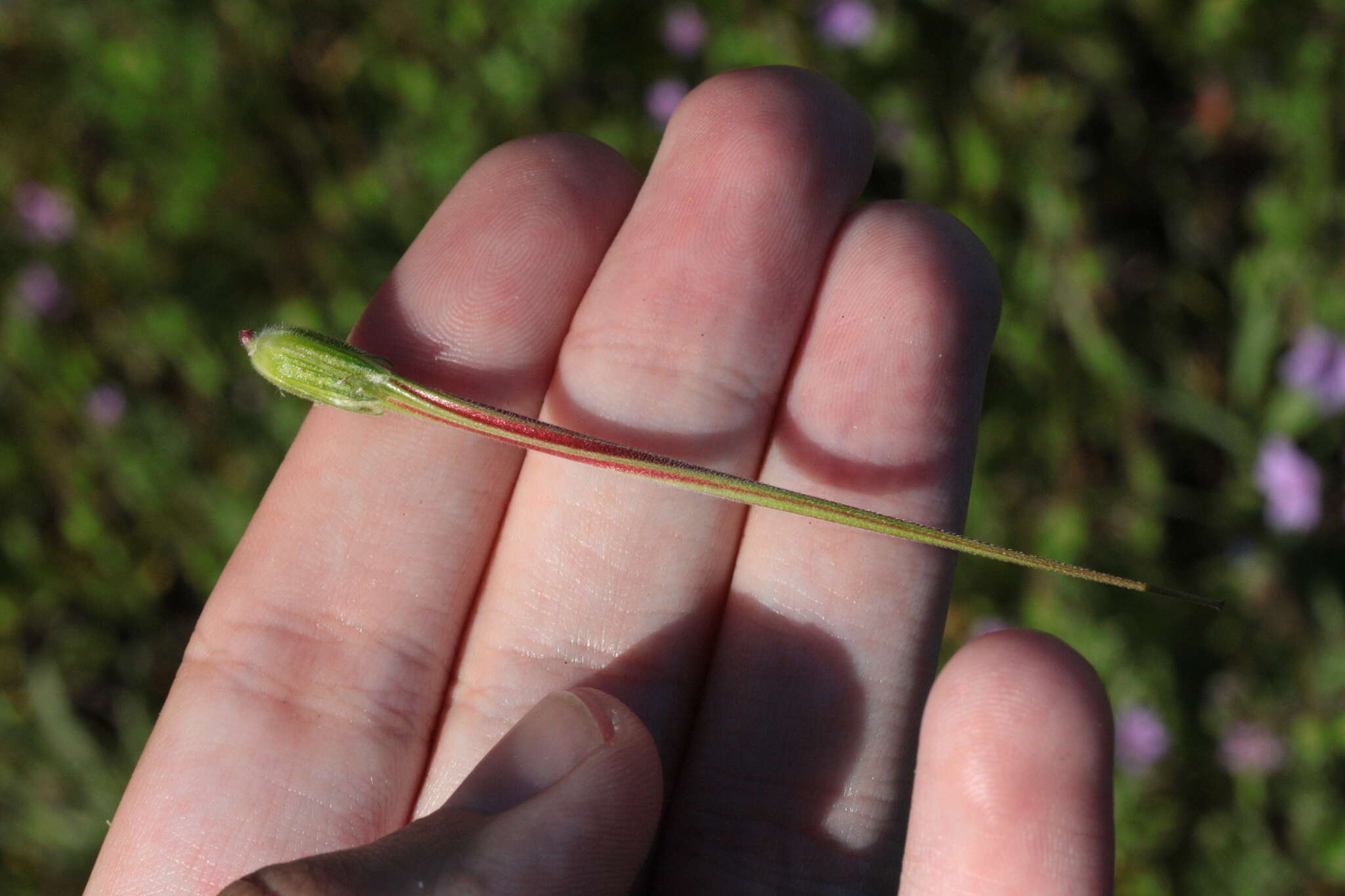 Imagem de Erodium botrys (Cav.) Bertol.