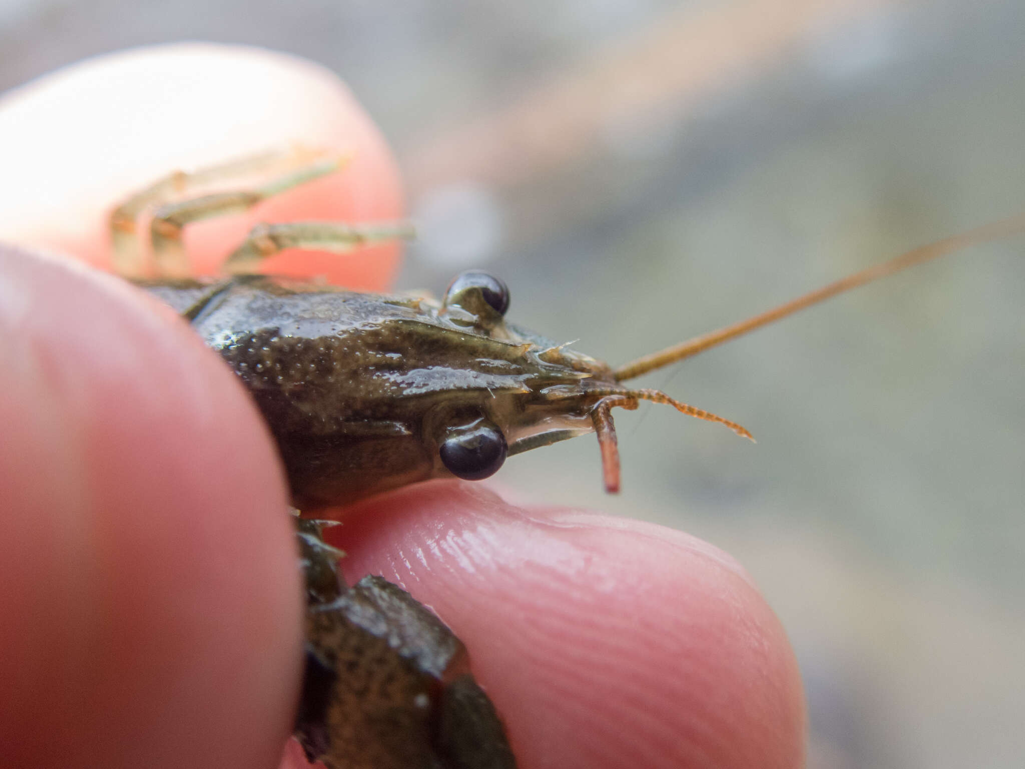 Image of Faxonius propinquus