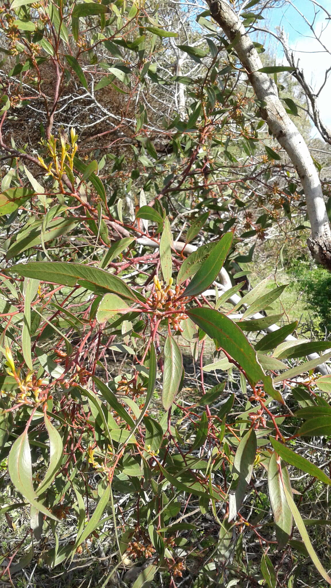 Слика од Eucalyptus oleosa subsp. ampliata L. A. S. Johnson Lf K. D. Hill