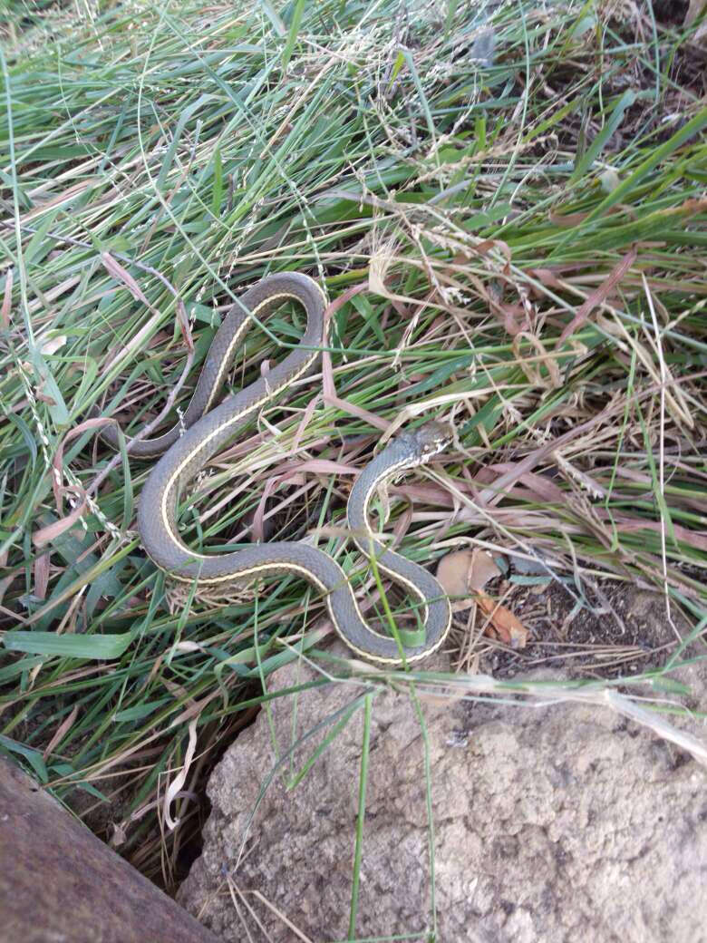 Image of California whipsnake