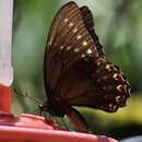 Papilio menatius Hübner 1819 resmi