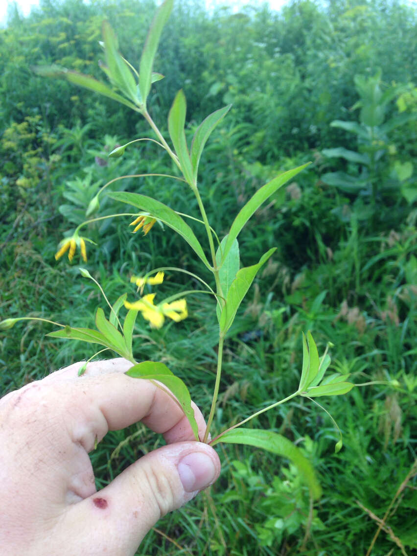 Image of Lance-Leaf Yellow-Loosestrife