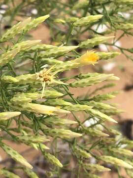 Image of southwestern rabbitbrush