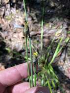 Image of Tall Yellow-Eyed-Grass