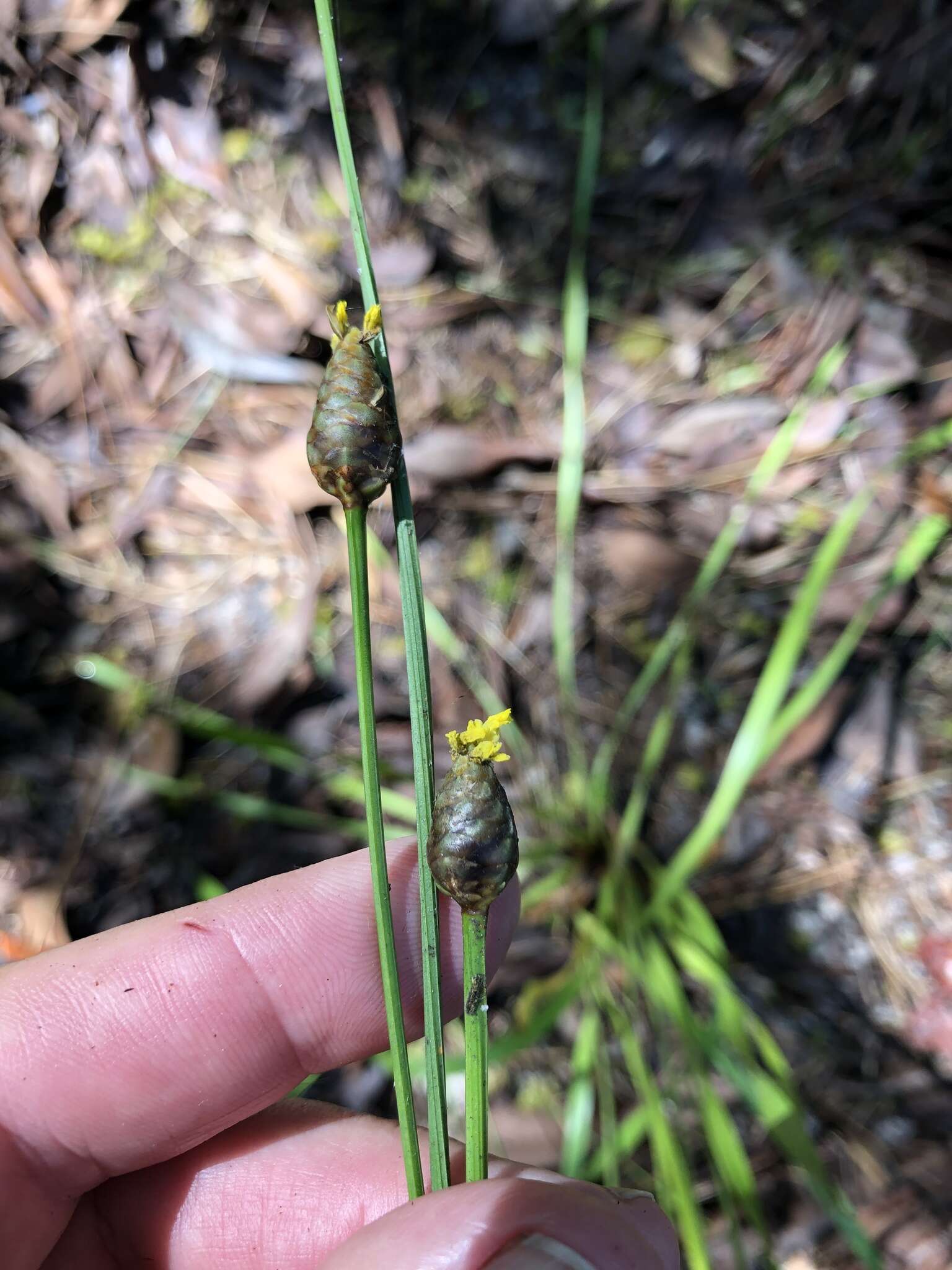 Image of Tall Yellow-Eyed-Grass