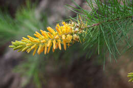 Image of Persoonia pinifolia R. Br.