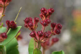 Image of Angophora hispida (Sm.) D. F. Blaxell