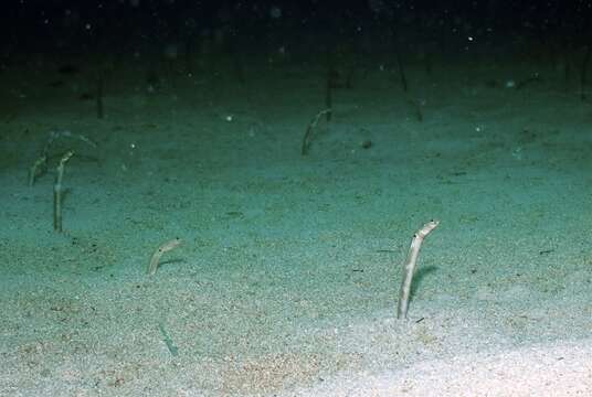 Image of Cortez garden eel