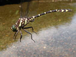 Image of Zebra Clubtail