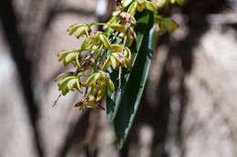 Слика од Dendrobium gracilicaule F. Muell.