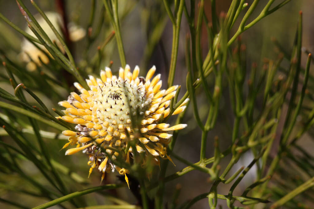 Image of Isopogon anethifolius (Salisb.) Knight