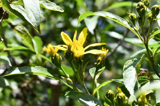 Image of Dendroviguiera eriophora (Greenm.) E. E. Schill. & Panero