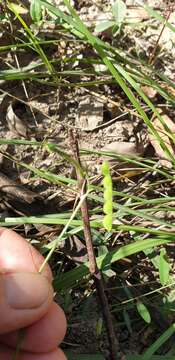 Image of Desmodium varians (Labill.) G. Don