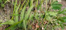 Plancia ëd Pteris biaurita L.