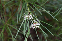 Imagem de Grevillea linearifolia (Cav.) Druce