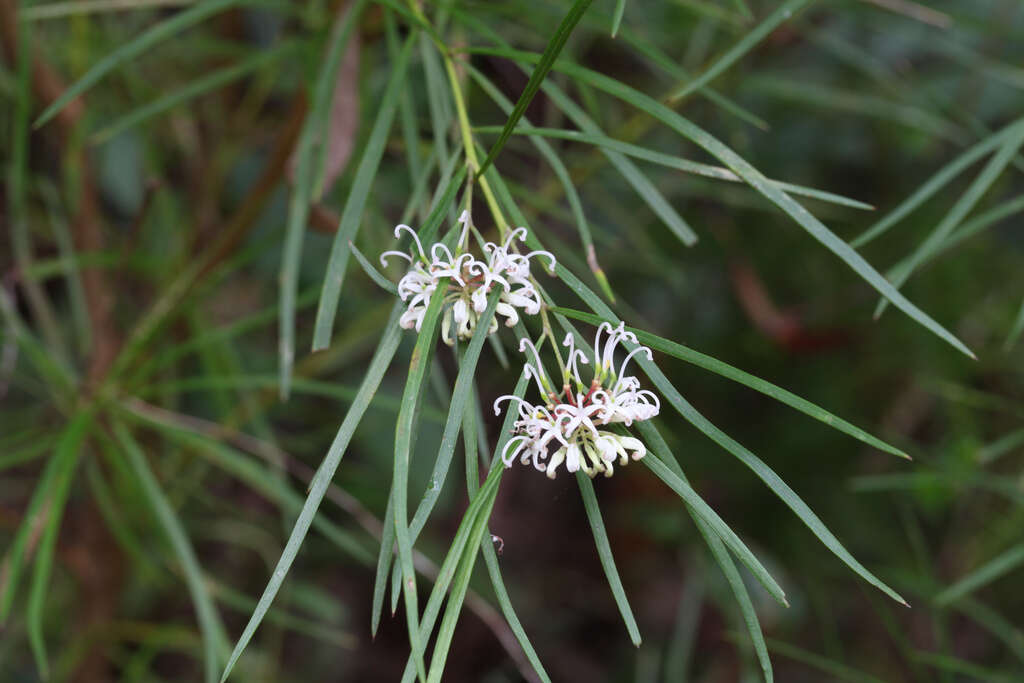 Imagem de Grevillea linearifolia (Cav.) Druce