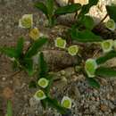 Euphorbia moratii Rauh resmi