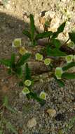 Image of Euphorbia moratii Rauh