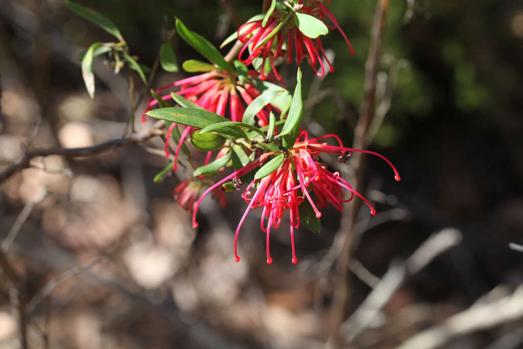 Imagem de Grevillea oleoides Sieber ex Schult.