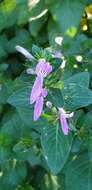 Image of Purple ribbon bush