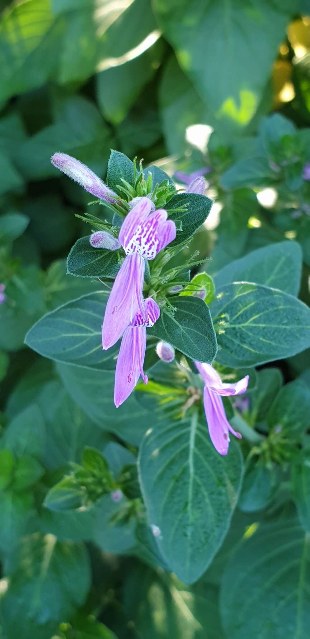 Image of Purple ribbon bush