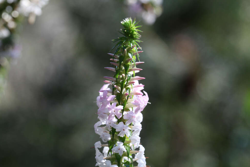 Sivun Epacris microphylla R. Br. kuva