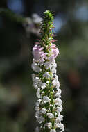 Sivun Epacris microphylla R. Br. kuva