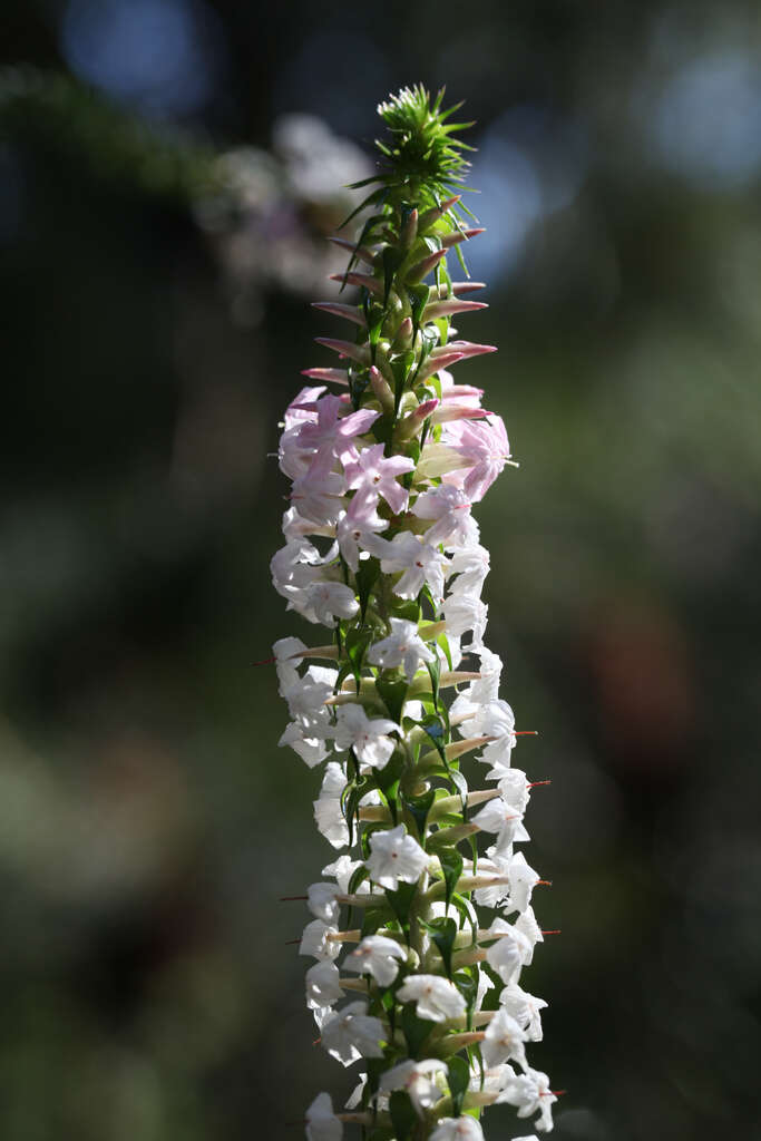 Sivun Epacris microphylla R. Br. kuva