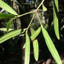 Image of Brown Pine