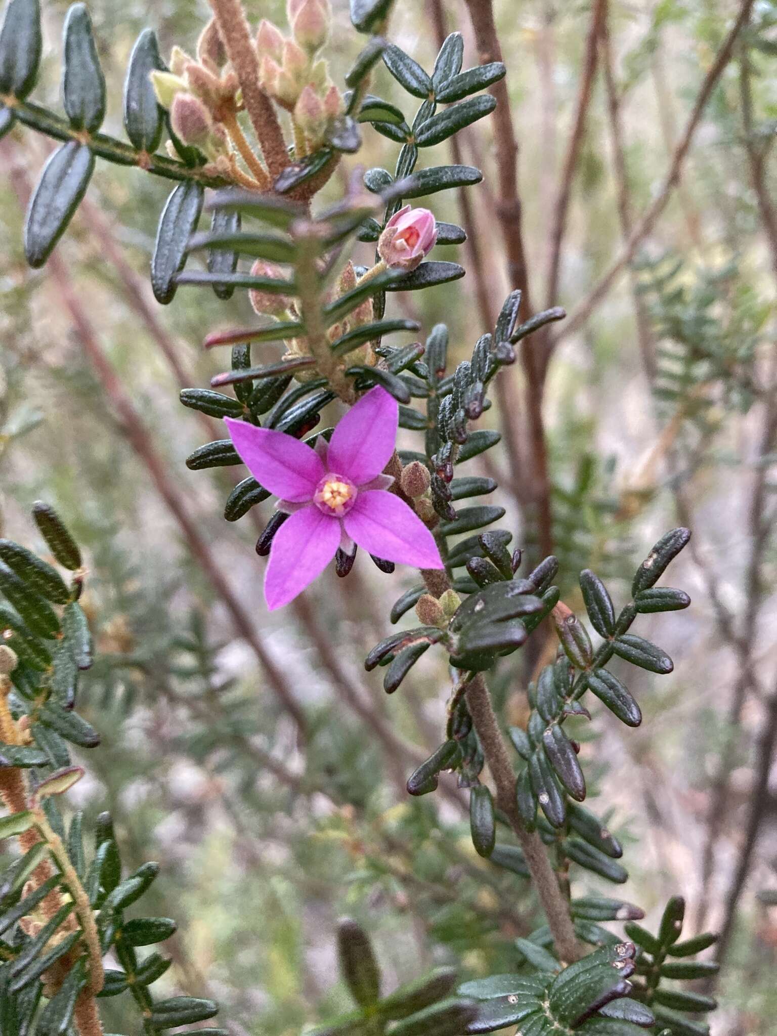 Image of Lovely Boronia