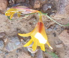 Image of Tritonia florentiae (Marloth) Goldblatt
