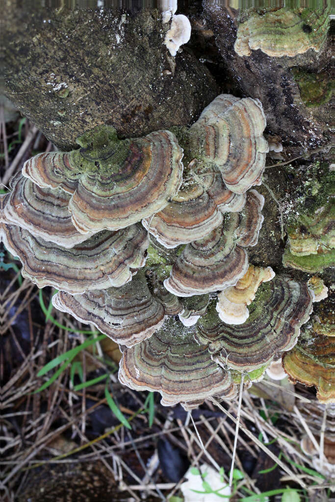 Image of Turkey Tail