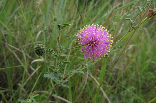 Image of <i>Mimosa uraguensis</i>