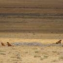 Image of Long-tailed Marmot