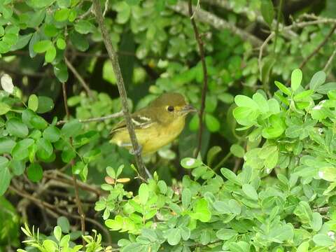 Image of Mangrove Vireo